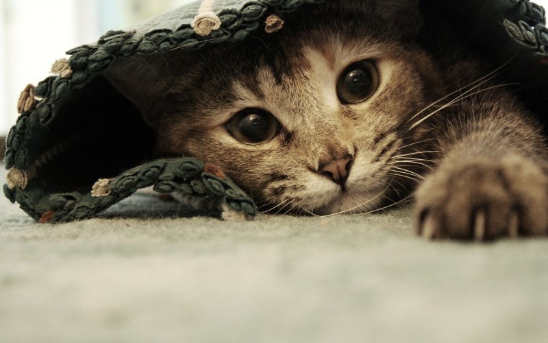Котики на рабочий стол