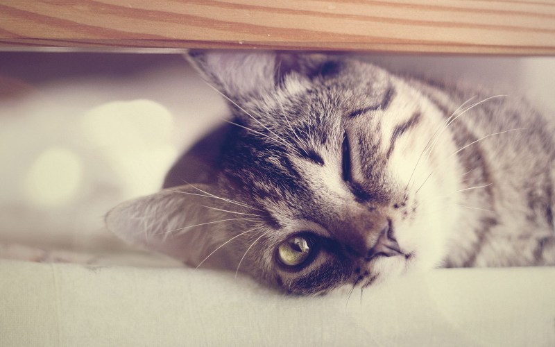 Котик подмигивает