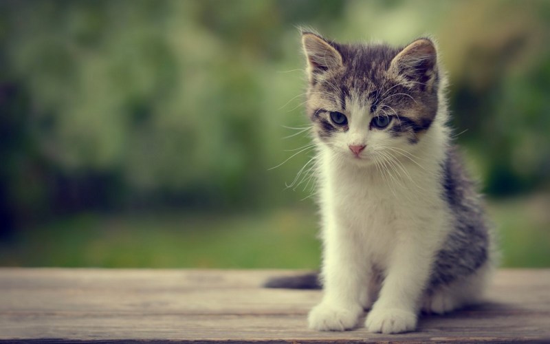 Красивые милые котики