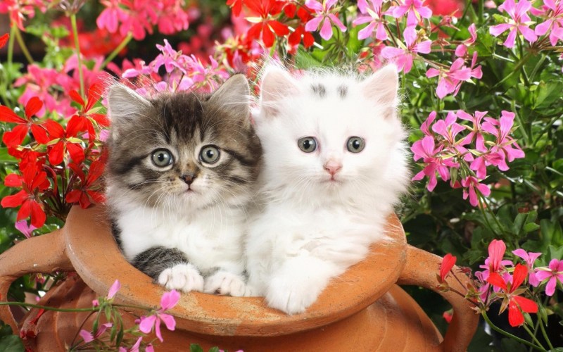 Котенок с цветами