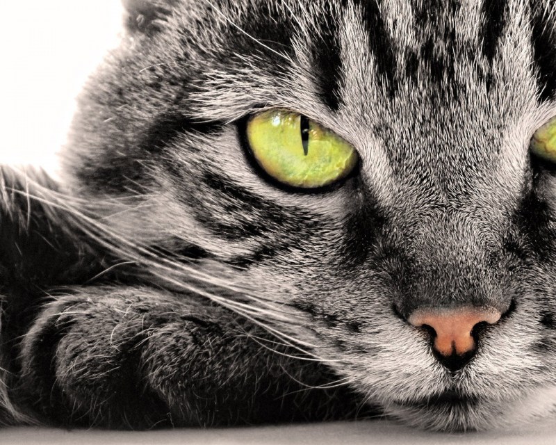 Красивые котики