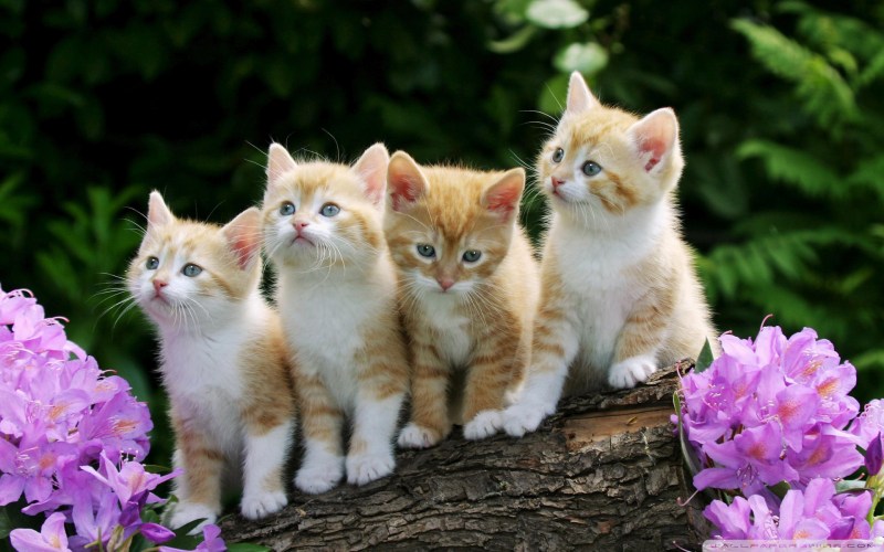 Красивые котята