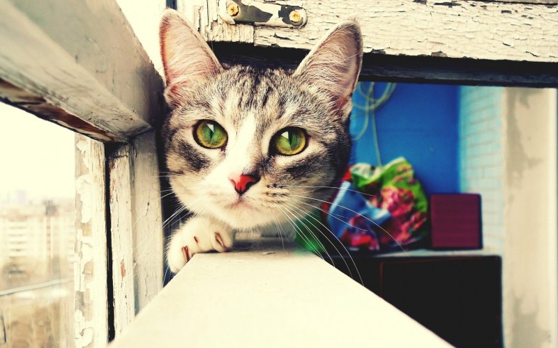 Коты на столе