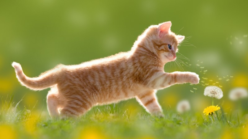 Котята на рабочий стол