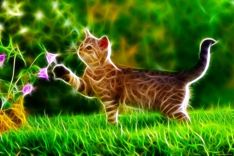 Кошка красочная