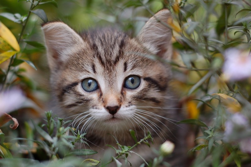Прекрасные котики