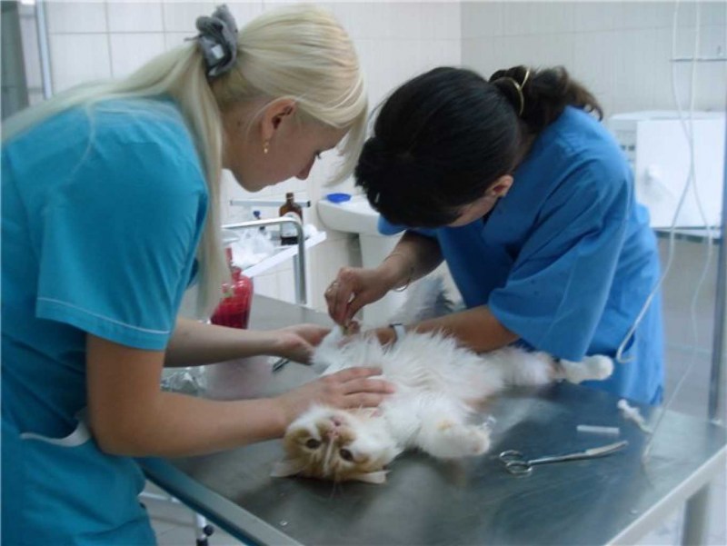 Кот делает садку на кошку