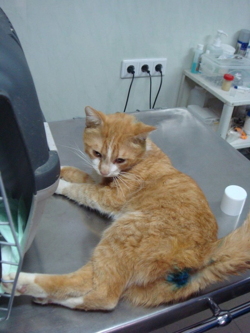 Кастрация кота крипторха
