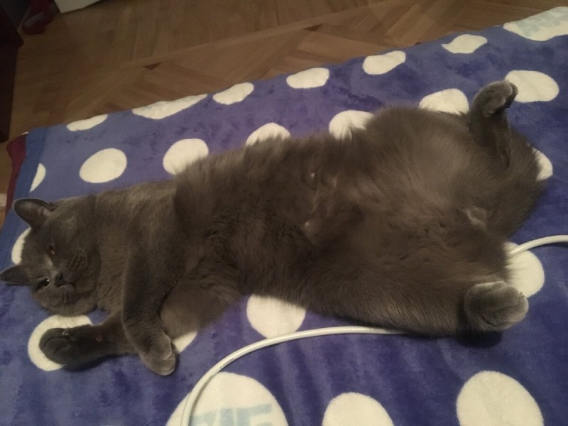 Недокастрировали кота