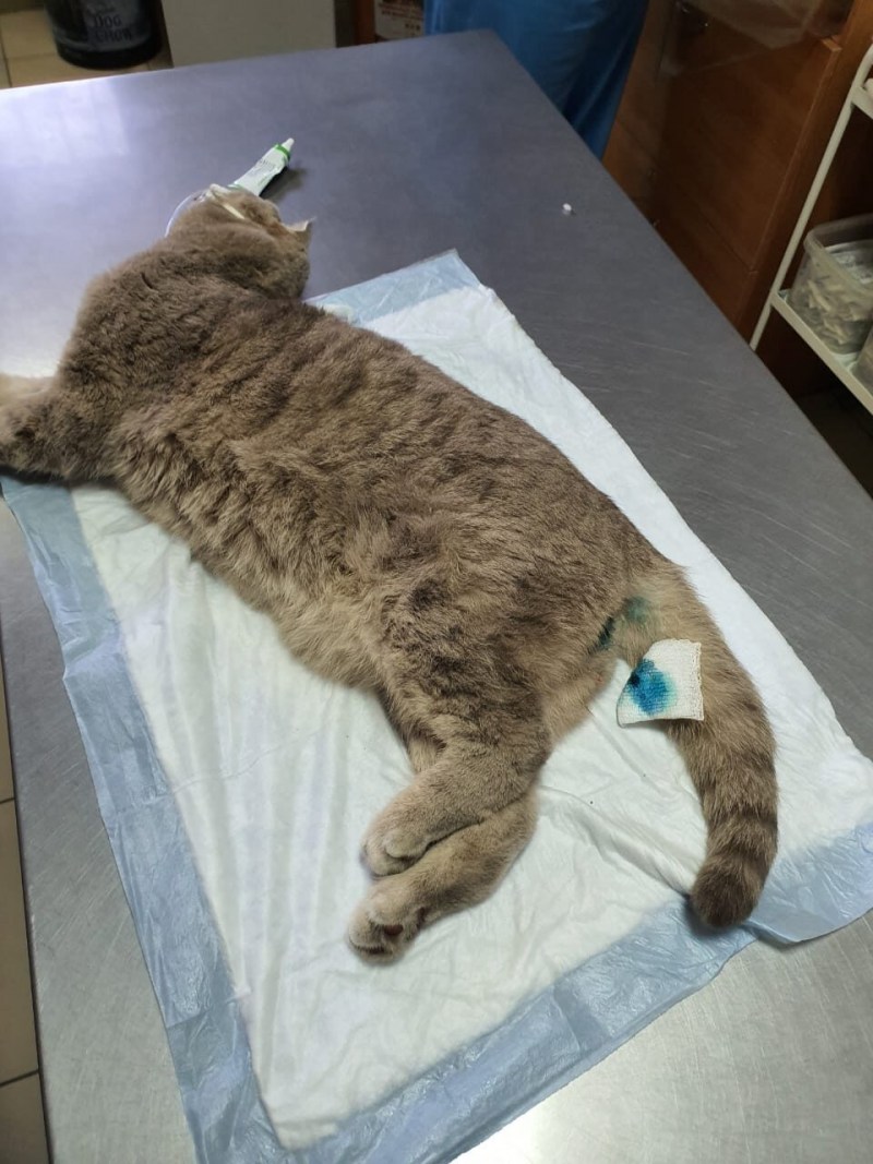 Стерилизация кошек проколом