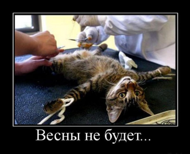 Кот до и после кастрации