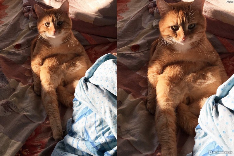 Котики