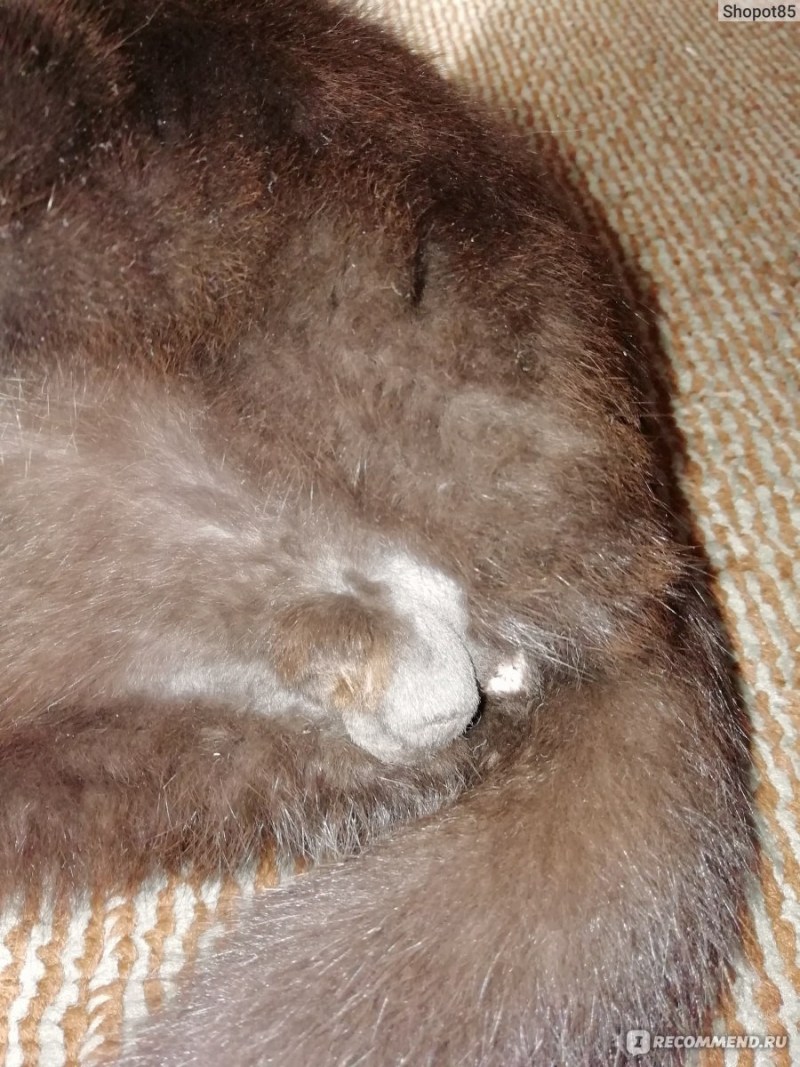 Котенок у ветеринара