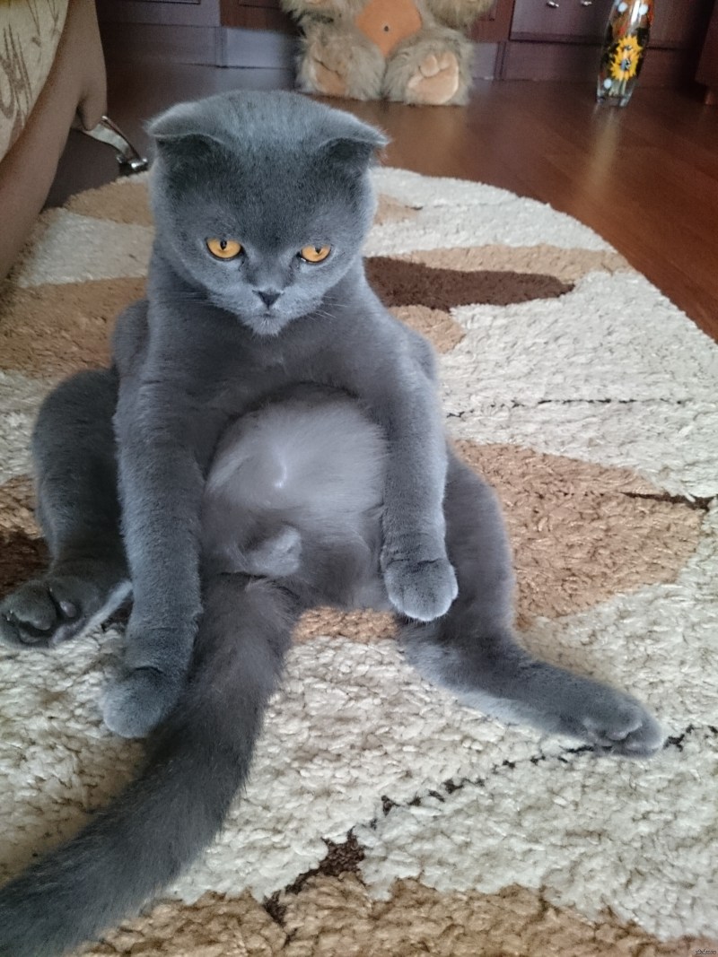 Британский кот сзади