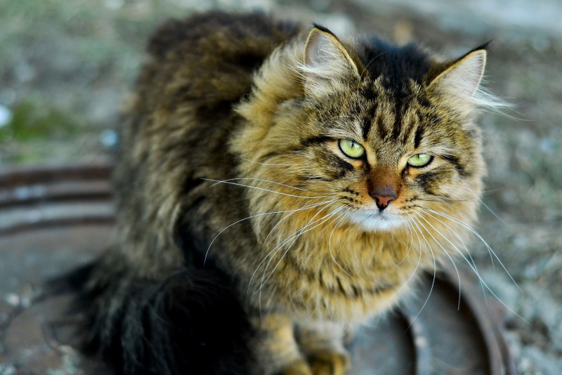 Сарай для кошек