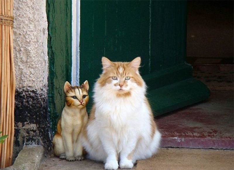 Кот Крим Пафф