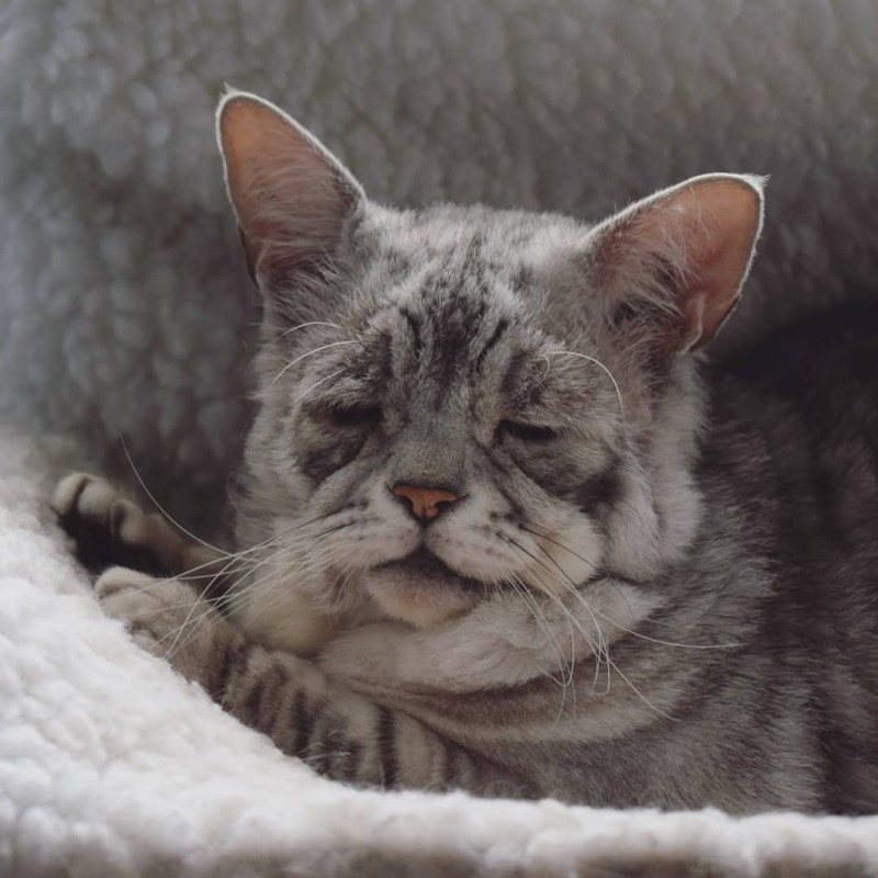 Дряхлый кот