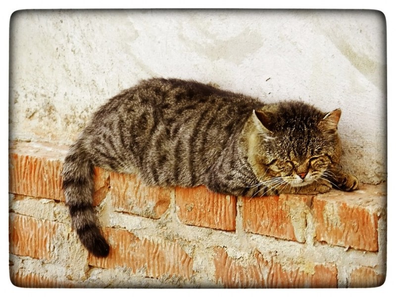 Дряхлый кот