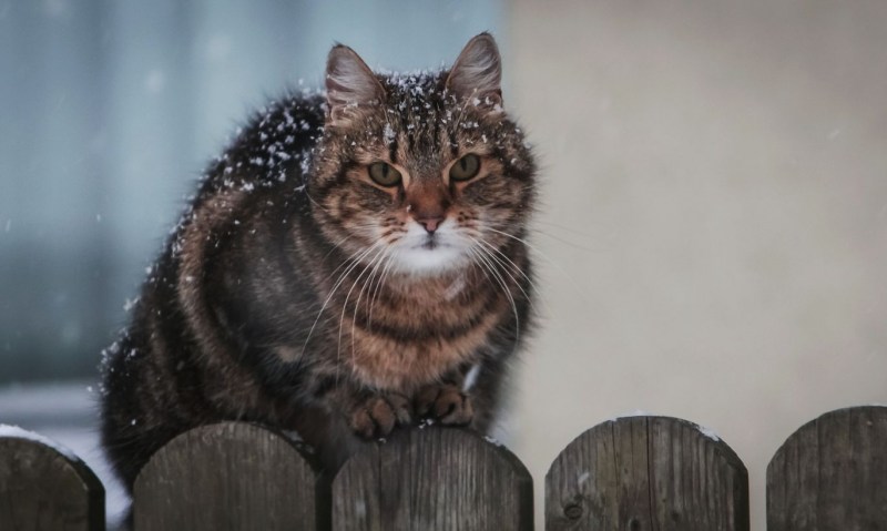 Кошка Люси долгожитель