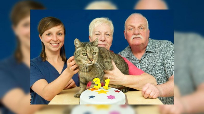 Крим Пафф кошка долгожитель