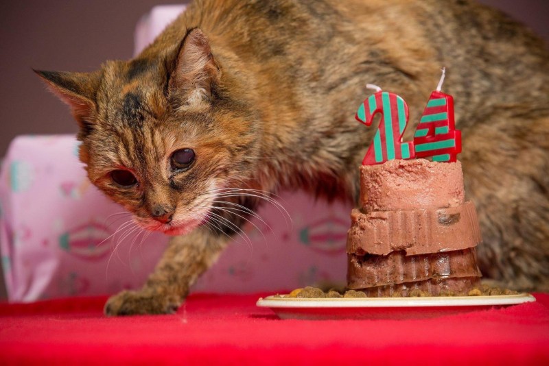 Кошка Люси долгожитель