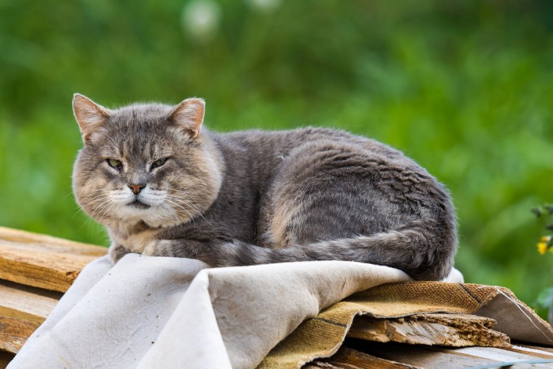 Пожилой кот