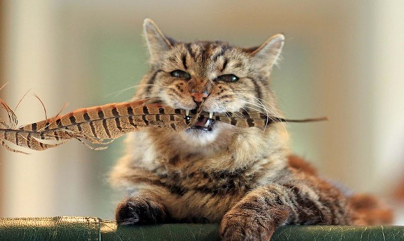 Кот вельвет