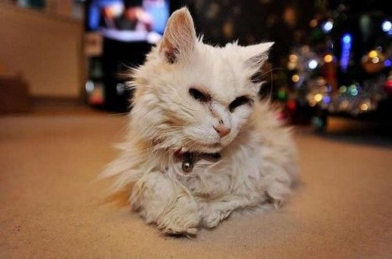 Старая кошка