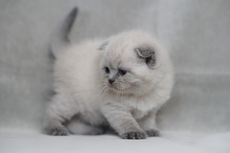 Шотландская скоттиш фолд Блю поинт