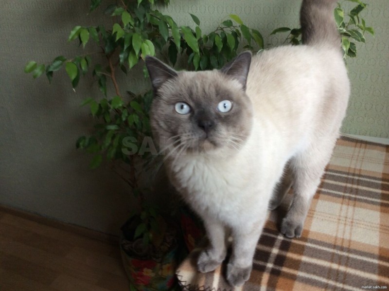 Британская кошка Блю Пойнт