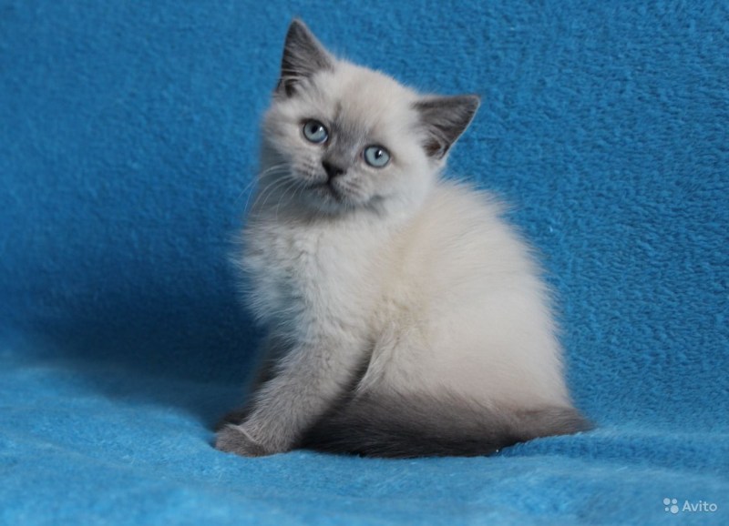 Кошка Британская ПОЛАРТ коинт
