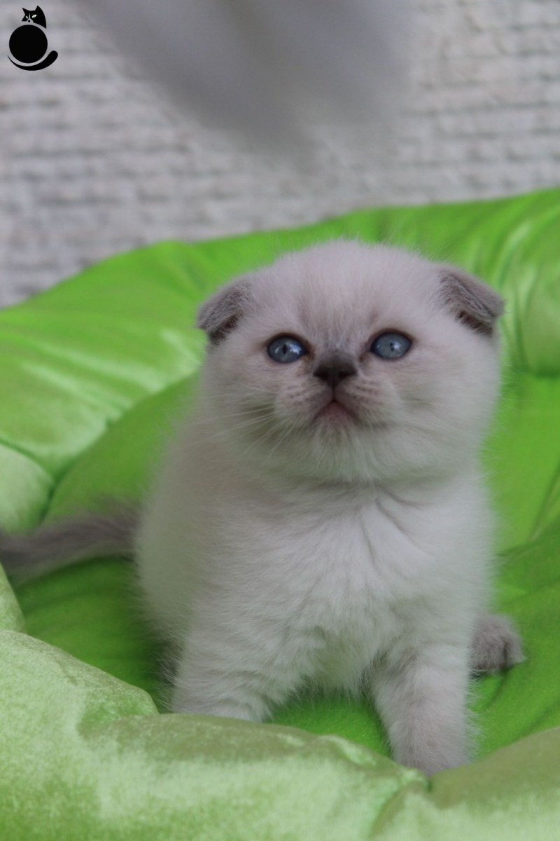 Шотландский прямоухий кот Блю Пойнт
