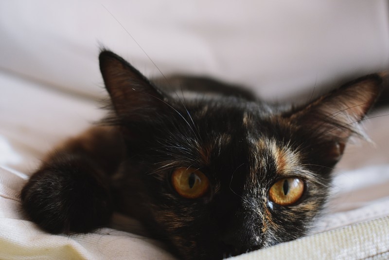 Черно коричневая кошка