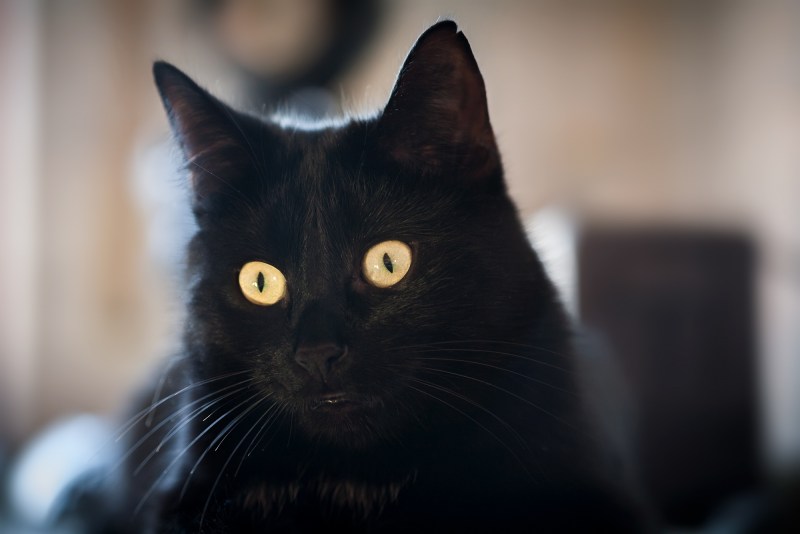Коричневый черный котенок