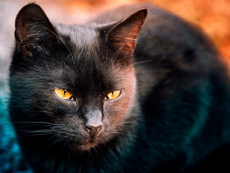 Красивая черная кошка
