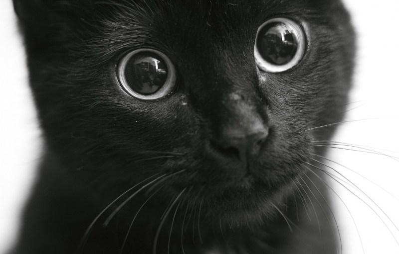 Черная кошка