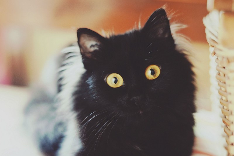 Кошачий нос черный