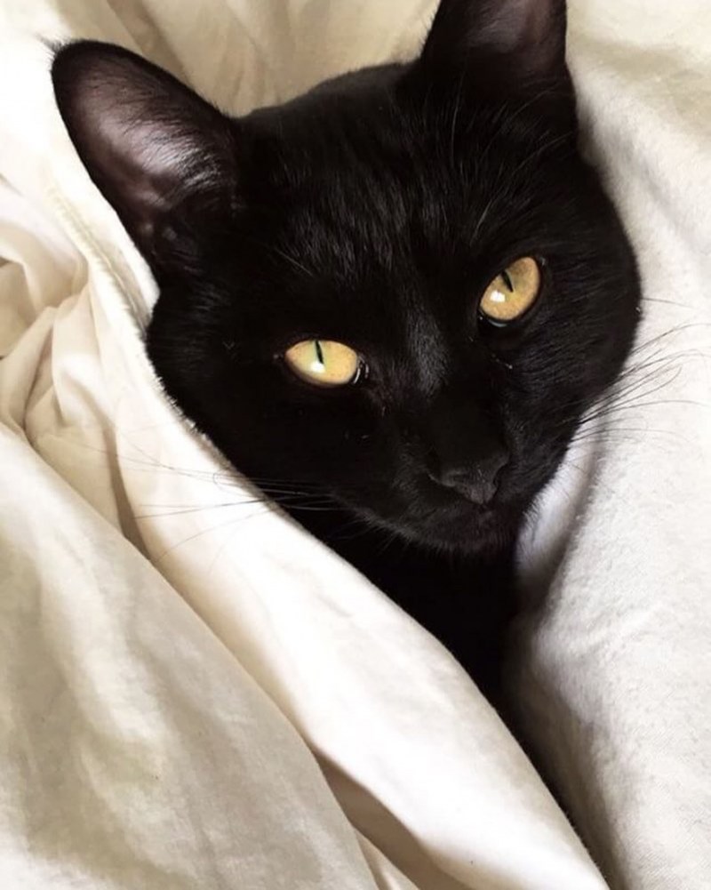 Косоглазый черный кот