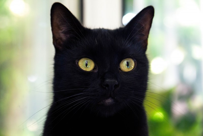 Коты тильт