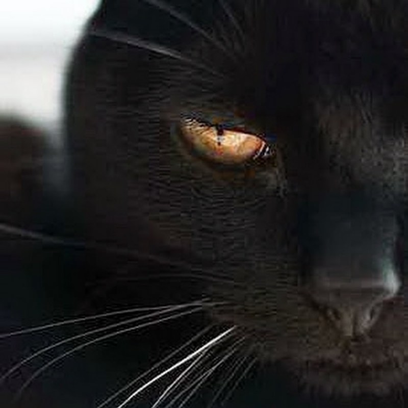 Черные коты с карими глазами