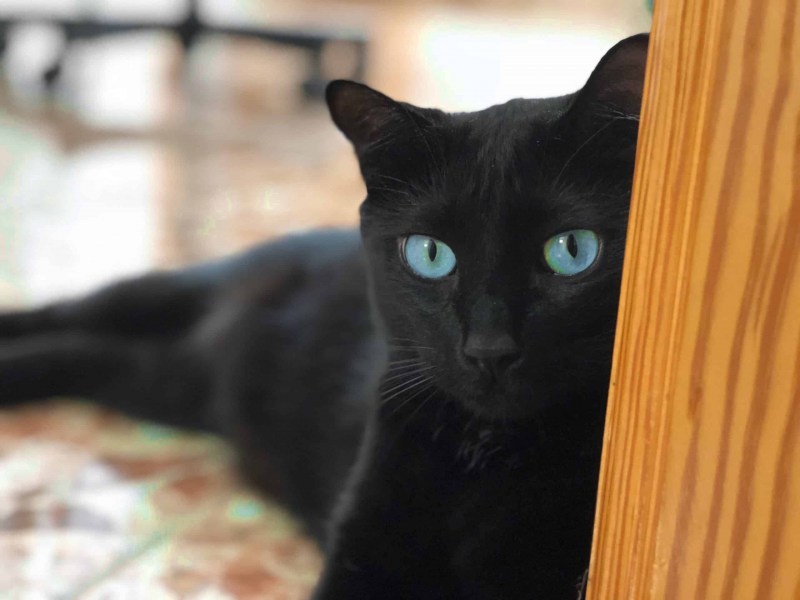 Кот Корат черный