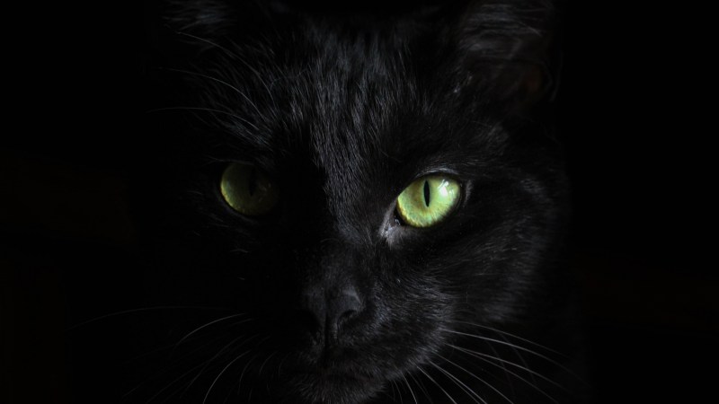Черные коты 3д картинки