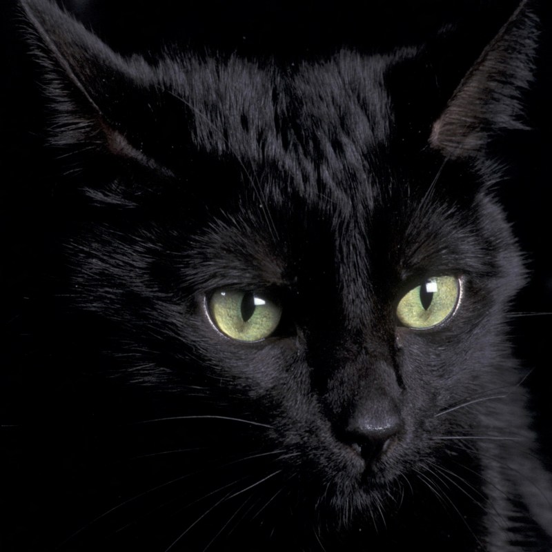 Черная кошка
