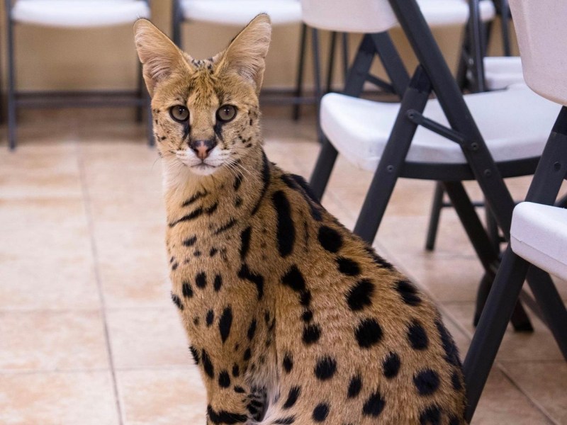 Кот породы сервал