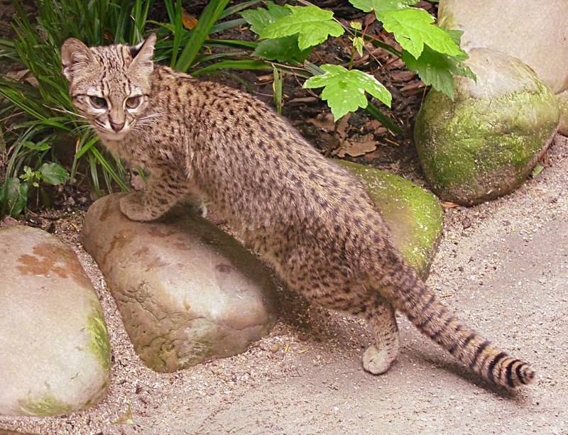 Чилийская кошка кодкод