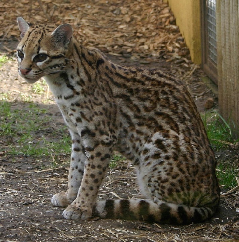 Дикая кошка Оцелот