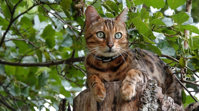 Бенгальская (Felis Silvestris catus) (Prionailurus bengalensis)