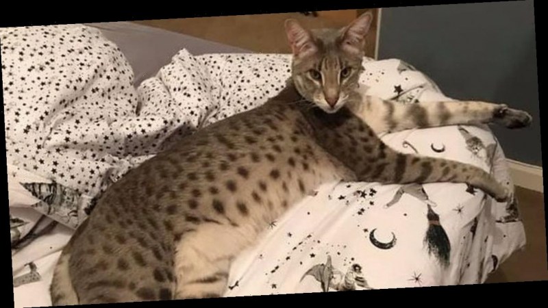 Кот Саванна драка