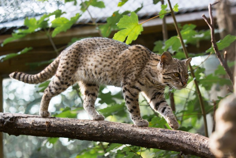 Кошка Жоффруа Южная Америка
