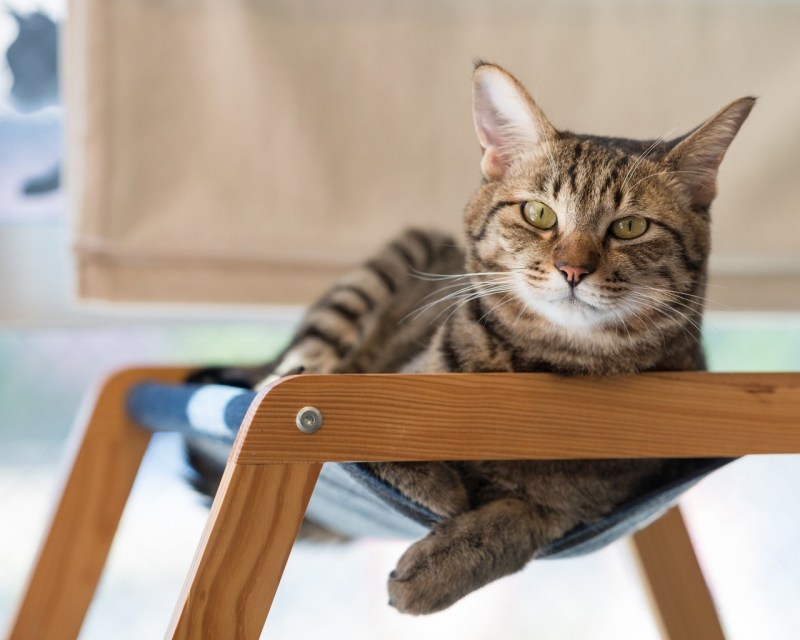 Котэ отдыхает